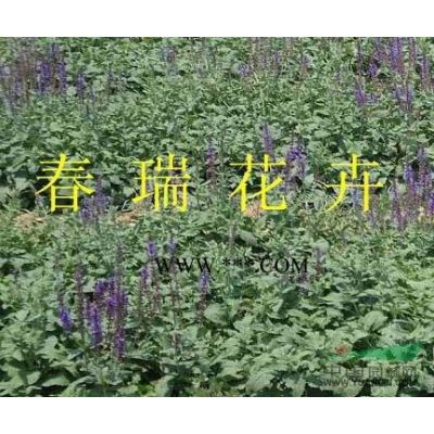 國槐，白蠟，雪松，法桐