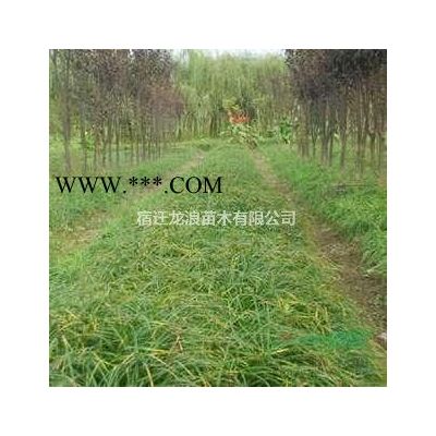 大小規格雪松 江蘇雪松價格 4米雪松 5米雪松基地