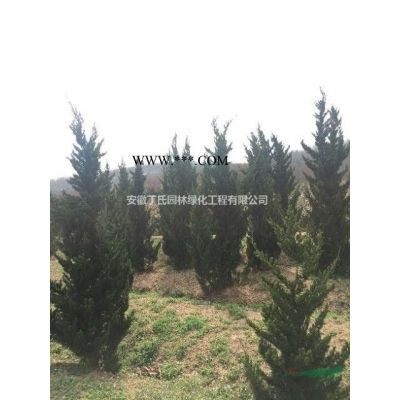 2021年安徽雪松小苗 安徽雪松新報價