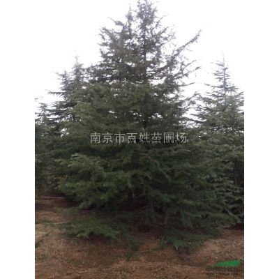 雪松苗價格，雪松小苗價格，2018年雪松的小苗價格