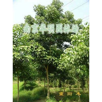 優惠供應2米雪松，3米雪松，4米雪松，5米雪松，6米雪松