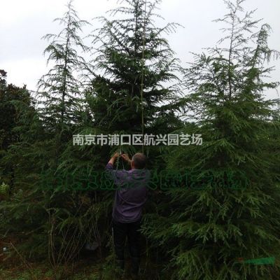 1米，2米.3米.4米雪松產地直銷