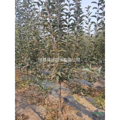 山西雪松批發/供應,山西雪松哪里便宜