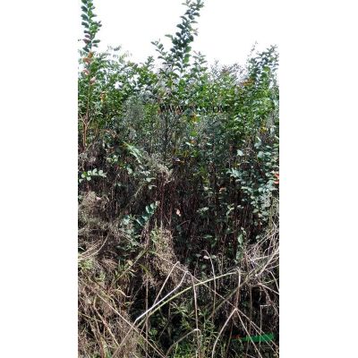 凊園處理3--5米雪松