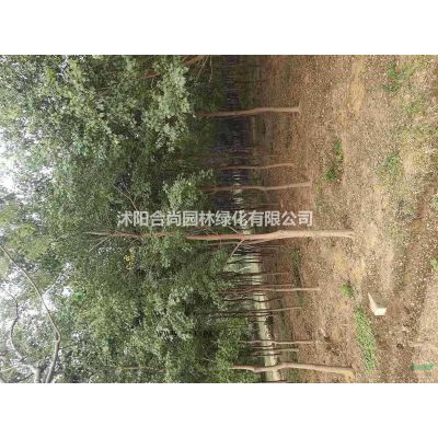 沭陽本地雪松 直銷雪松小苗 雪松基地價格圖片