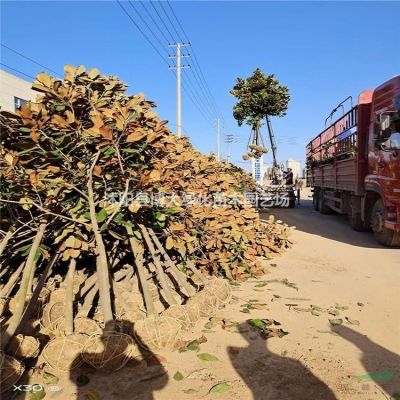 供應(yīng)雪松小苗高度50-100公分，嫁接龍柏小苗，黑松小苗