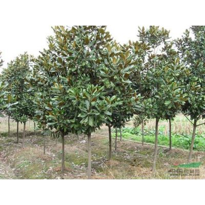 雪松*新價(jià)格/雪松報(bào)價(jià)