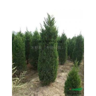 雪松行情報價\雪松圖片展示