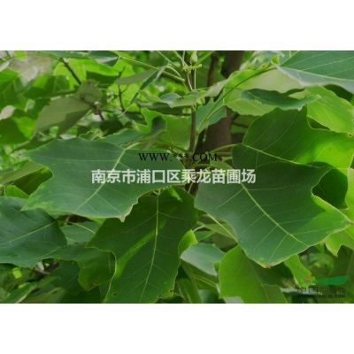 南京雪松價格3元一株