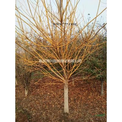 雪松山東、雪松價格、雪松主產區、