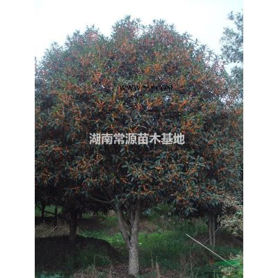 湖南雪松樹，南京雪松，湖南雪松價格