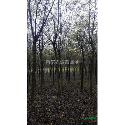 雪松,南京雪松種植基地,雪松規格*