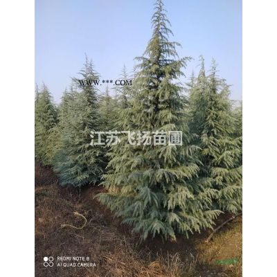 雪松廣玉蘭白玉蘭紅葉石楠