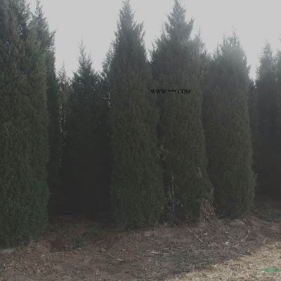這是本基地的雪松圖片今天剛剛從基地實(shí)拍的六米的雪松六米精品雪