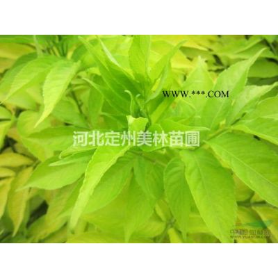 未來幾年雪松價格行情如何？