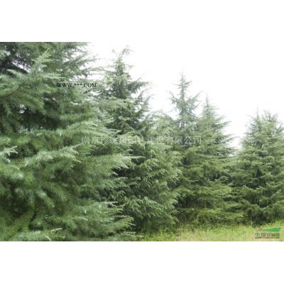 大量出售優(yōu)質(zhì)小苗雪松、白玉蘭、大葉女貞、高桿紅葉石楠、欒樹等