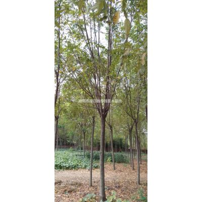 流蘇、流蘇價(jià)格、山茱萸、千頭椿、國(guó)槐、雪松等和廣玉蘭種子