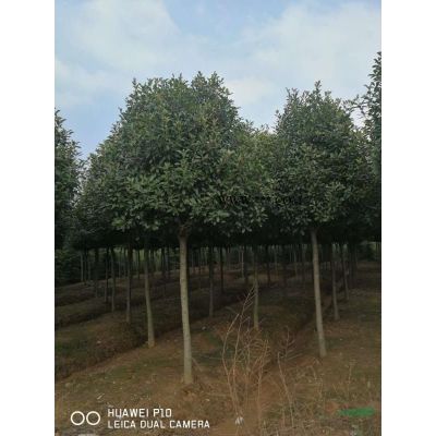 大量供應：濕地松，三角楓，雪松，紅葉石楠，樸樹，中山杉，落..