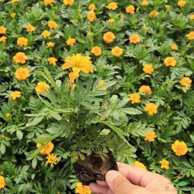 雪松 價格表_雪松圖片_雪松基地_雪松批發報價