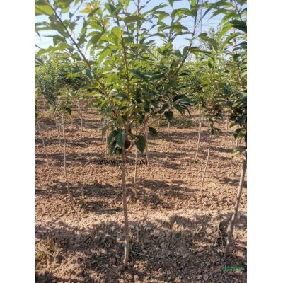 1/10米雪松農戶直銷