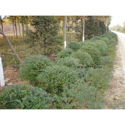 山東昌邑供應雪松（5-7m）