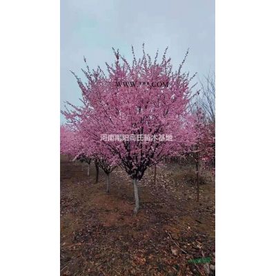 河南雪松低價直銷 南陽雪松基地 雪松供應規格*