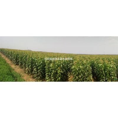 供應雪松小苗裝有無紡布袋營養缽本地雪松苗