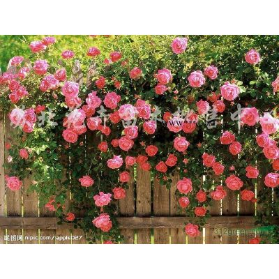 銀杏、國槐、河南檜、雪松、桂花