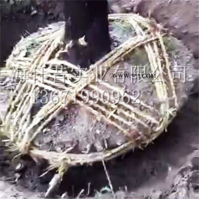 鋸鏈式挖樹機 起苗機 斷根機 挖土球樹苗移栽機 挖坑機 園林切根  起苗機 斷根機 挖土球樹苗移栽機