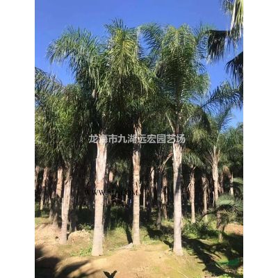 蒲葵批發 500畝蒲葵基地農戶直銷