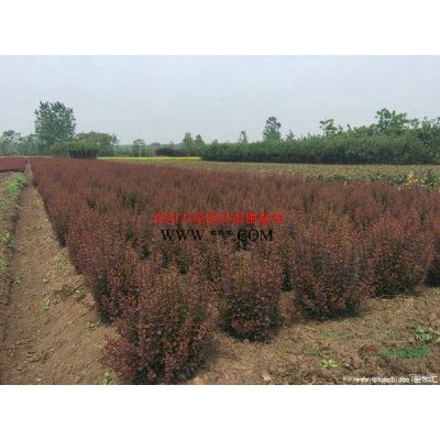 萬綠園林櫸樹價格_櫸樹圖片_櫸樹產地_櫸樹綠化苗木苗圃基地