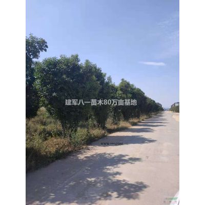 紅葉小檗苗行情報(bào)價(jià)\紅葉小檗苗圖片展示