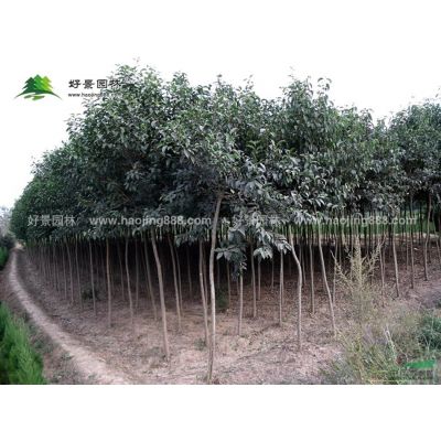 五針?biāo)膳杈皟r格_五針?biāo)膳杈爱a(chǎn)地_五針?biāo)膳杈熬G化苗木苗圃基地