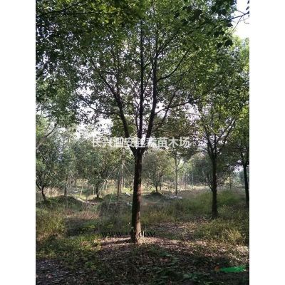 湖州供應低價移栽廣玉蘭10-18公分