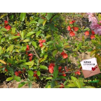 廣玉蘭苗價(jià)格|廣玉蘭供應(yīng)