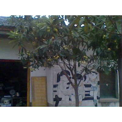 大葉女貞，廣玉蘭，重陽木，無患子，白玉蘭，紅花玉蘭，合歡