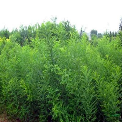 精品造型五針?biāo)桑遽標(biāo)苫刂变N，2-2.5米五針?biāo)蓛r格，3米