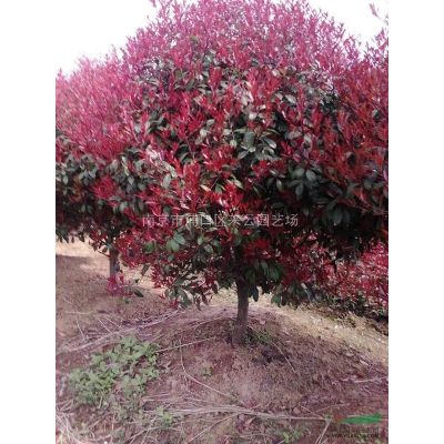 白玉蘭苗圃自產自銷報價，白玉蘭批發