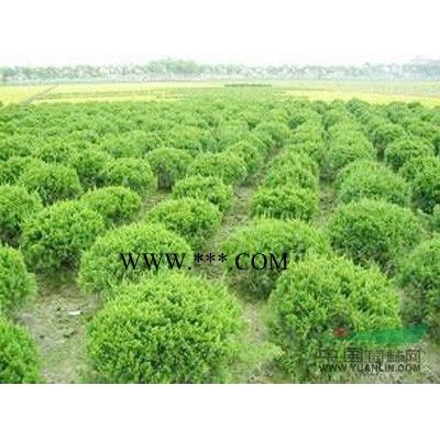 耐寒廣玉蘭*新價(jià)格/耐寒廣玉蘭報(bào)價(jià)