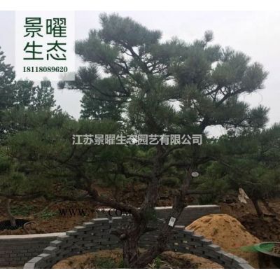 龜甲竹產地在哪里/哪里便宜/江蘇景曜生態基地直銷批發價格圖片