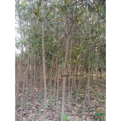 安徽廣玉蘭出售