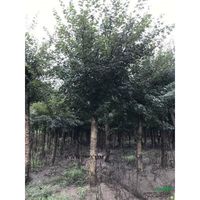 8-60公分五角楓，三角楓，元寶楓，茶條槭，叢生五角楓。