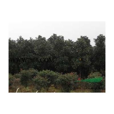 廣玉蘭，2公分廣玉蘭，3公分-25公分廣玉蘭