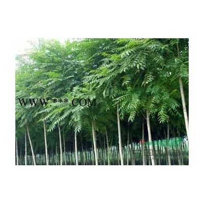 南陽(yáng)樹(shù)樁月季量大優(yōu)惠/紅玉蘭/白玉蘭/紫玉蘭/廣玉蘭供應(yīng)