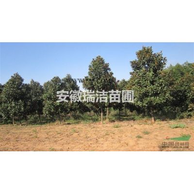 廣玉蘭 滁州廣玉蘭 安徽廣玉蘭