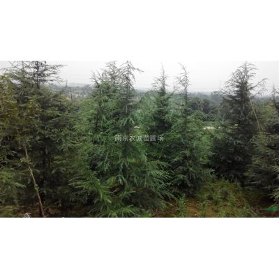 18公分廣玉蘭，18公分廣玉蘭價格，20公分廣玉蘭價格