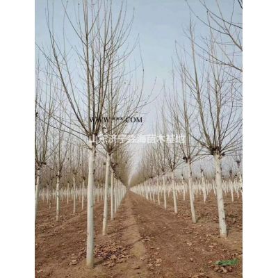 白蠟小苗。速生白蠟小苗。