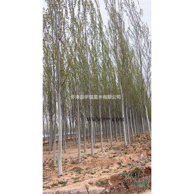 出售八棱海棠樹，八棱海棠苗圃基地，八棱海棠樹種植基地，