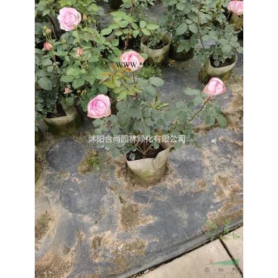 批量供應大花月季 品種月季 藤本月季 月季拱門