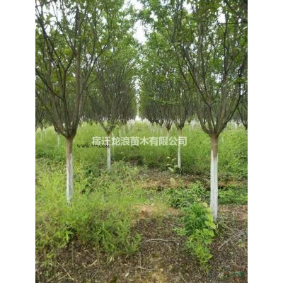 6-10公分精品紫薇 江蘇紫薇圖片/6-10公分精品紫薇 江蘇紫薇報價